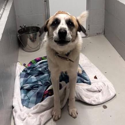 Garrett 06, a Adoptable mixed breed in Canastota, NY image 3/3