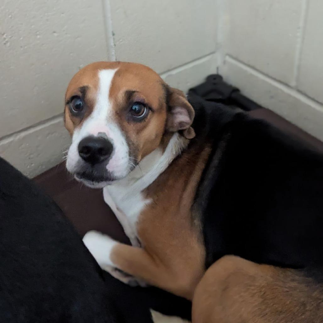 Madame Betty Biscotti thumbnail 2