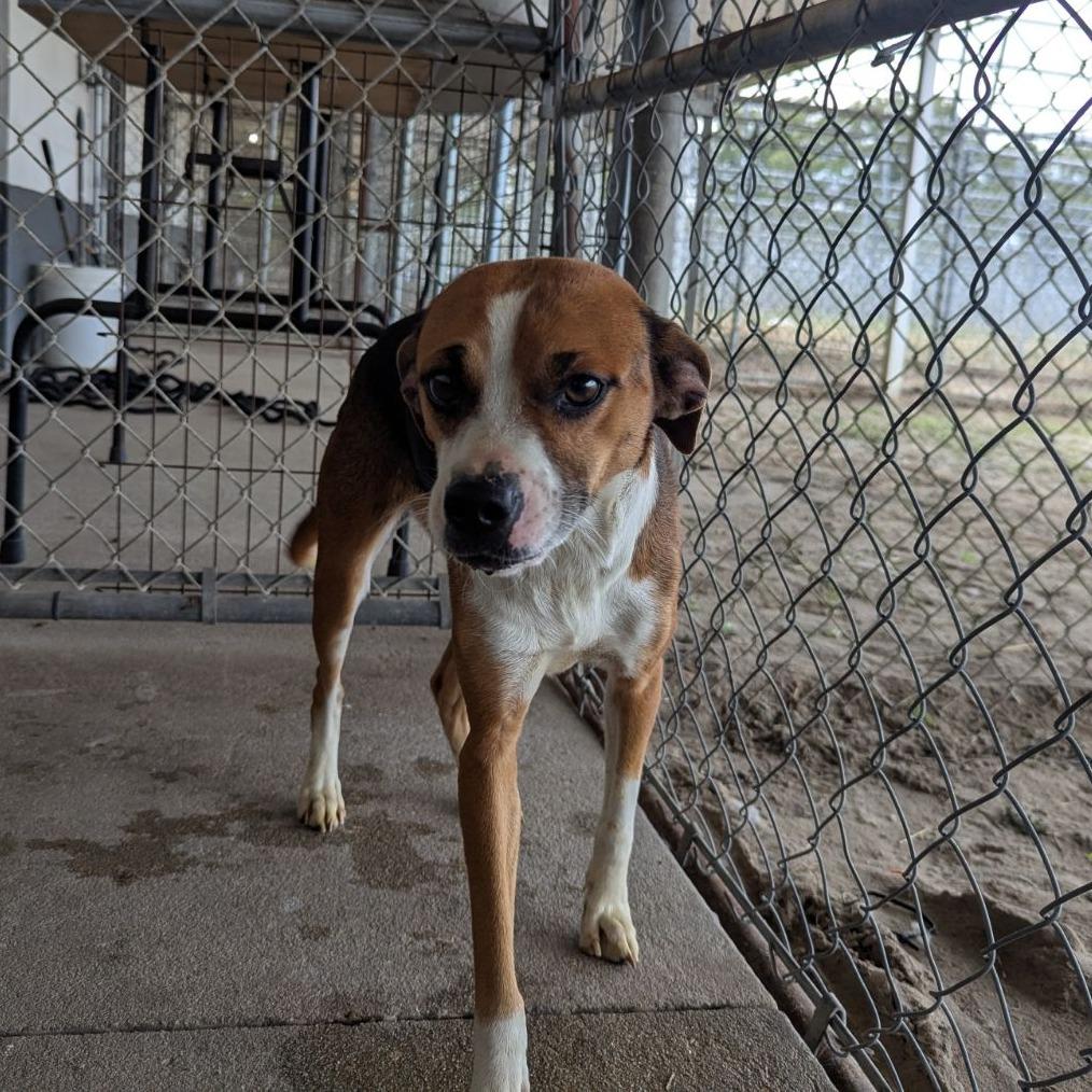 Madame Betty Biscotti thumbnail 3