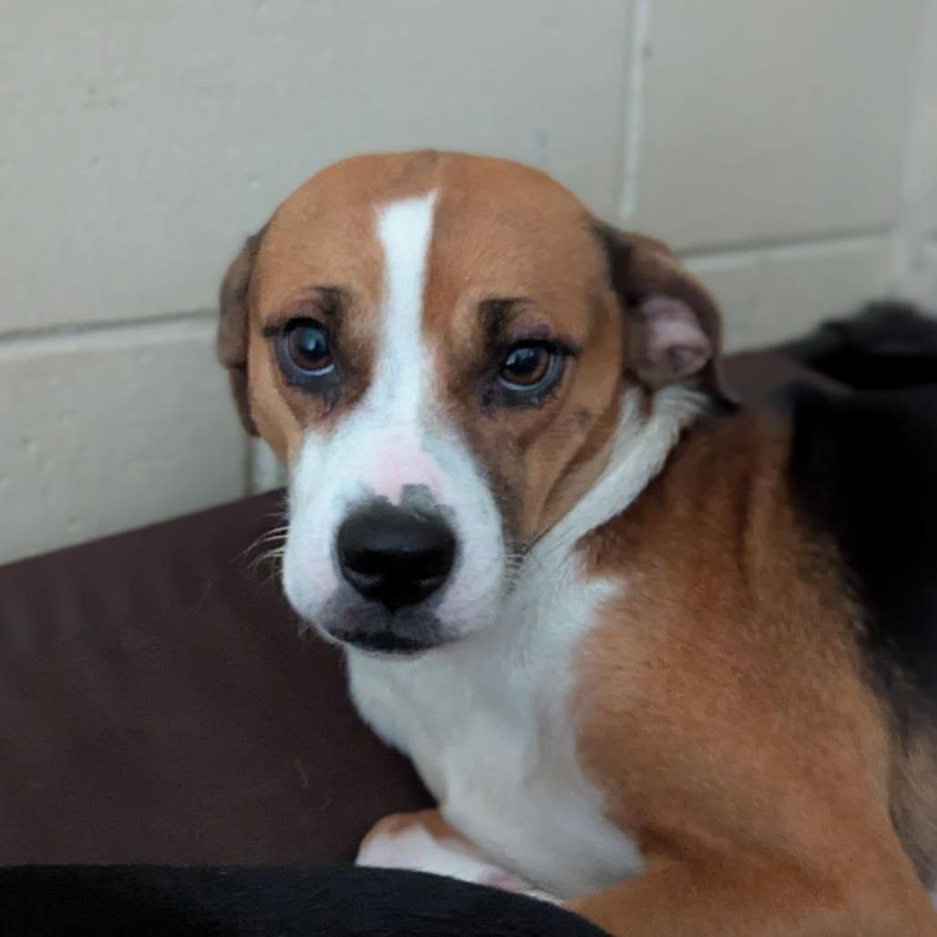 Madame Betty Biscotti thumbnail 4