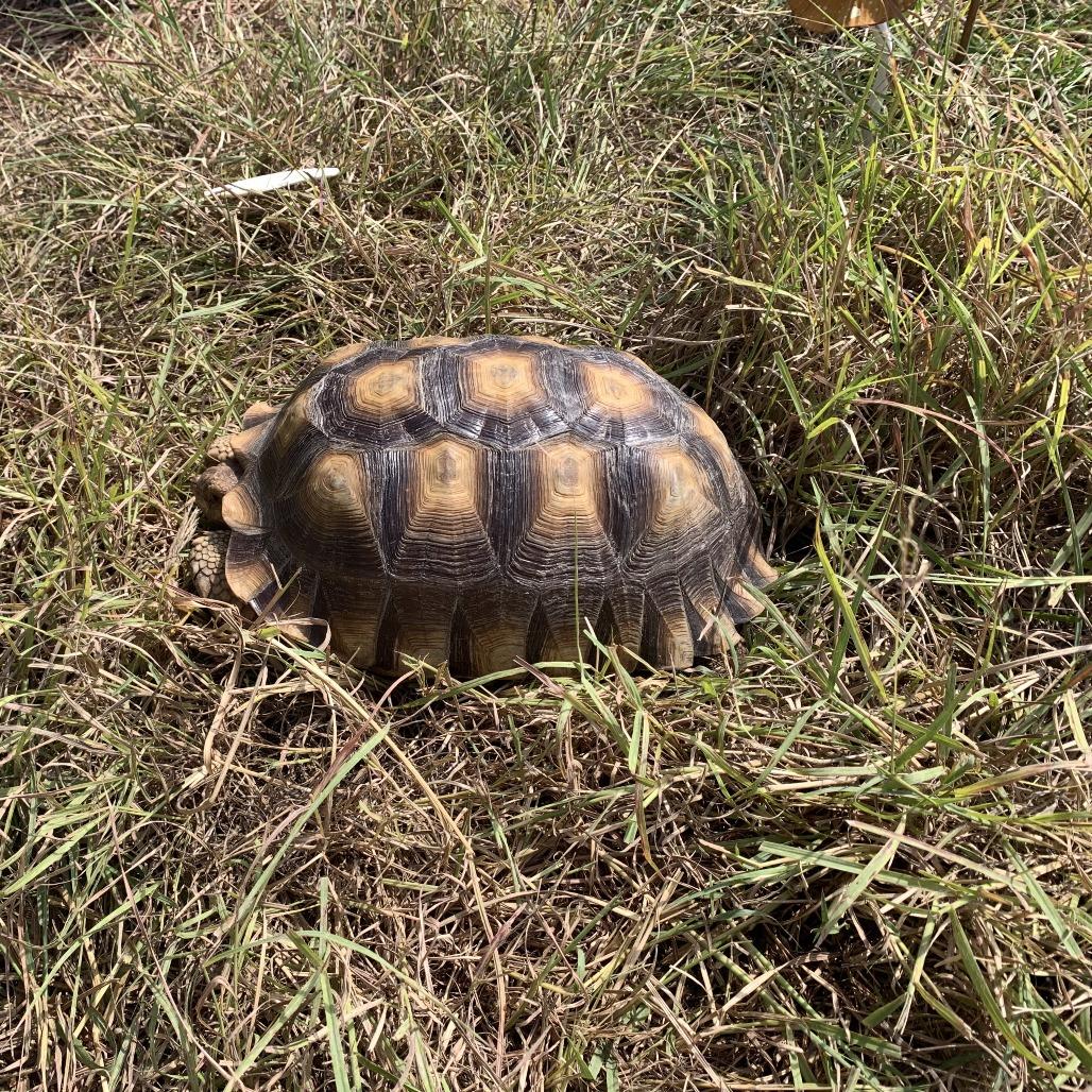 Henley (Crema), Adoptable, Adult Male Sulcata.