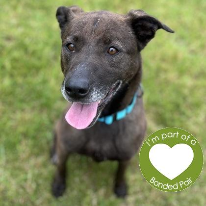 Octavia, Adoptable, Senior Female Mixed Breed & Mixed Breed.