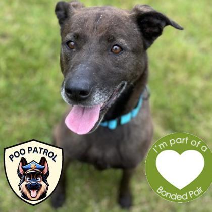 Octavia, Adoptable, Senior Female Mixed Breed & Mixed Breed.