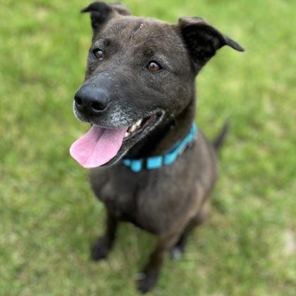 Octavia, Adoptable, Senior Female Mixed Breed & Mixed Breed.