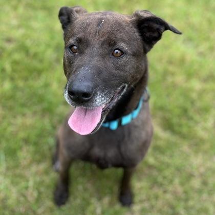 Octavia, a Adoptable mixed breed in Janesville, WI image 2/3