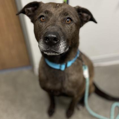 Octavia, a Adoptable mixed breed in Janesville, WI image 2/3