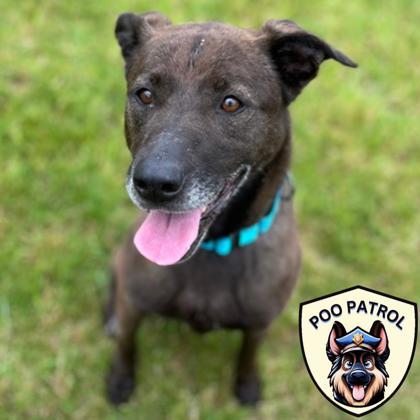 Octavia, a Adoptable mixed breed in Janesville, WI image 3/3