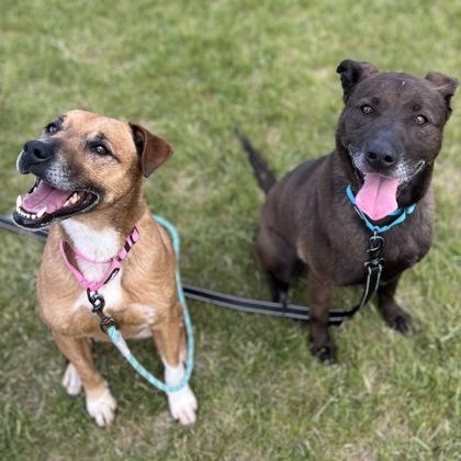 Octavia, a Adoptable mixed breed in Janesville, WI image 3/3