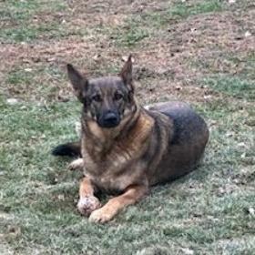 Enlarge Evia *Courtesy Listing*, a Adoptable German Shepherd Dog in Van Horne, IA image 1/2