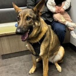 Enlarge Evia *Courtesy Listing*, a Adoptable German Shepherd Dog in Van Horne, IA image 2/2