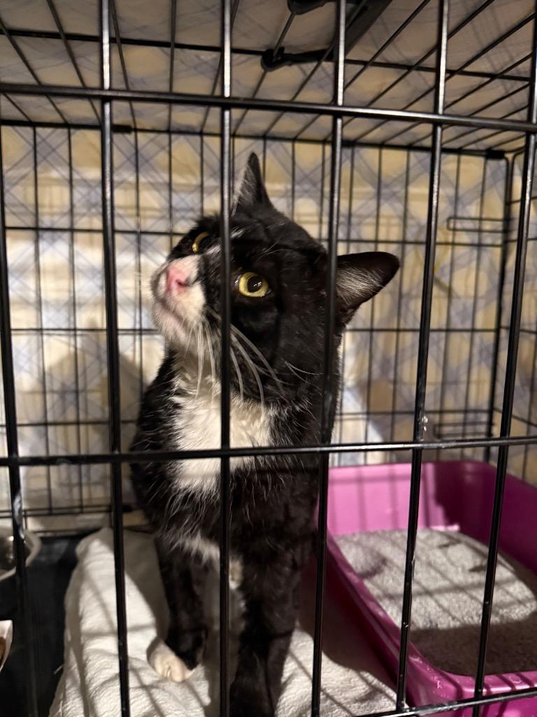 Fred Astaire, Adoptable, Adult Male Domestic Short Hair.