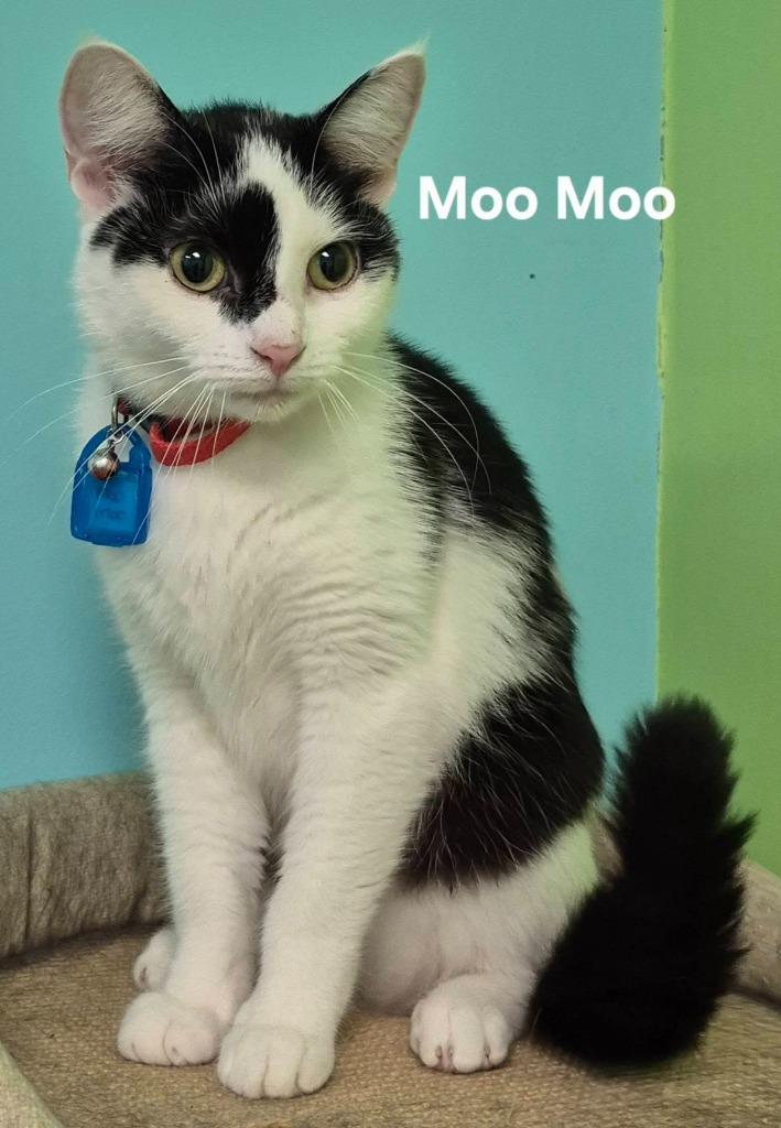 Enlarge Moo Moo, a Adoptable mixed breed in Kendallville, IN image 1/1