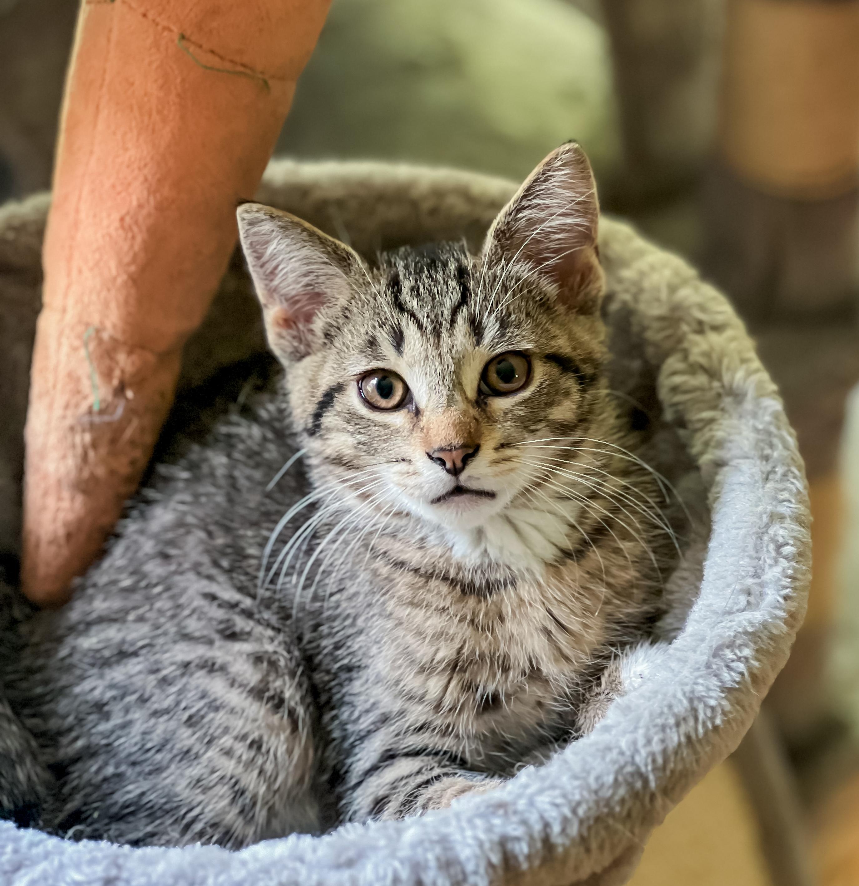 Buster, Adoptable, Kitten Male Tabby.