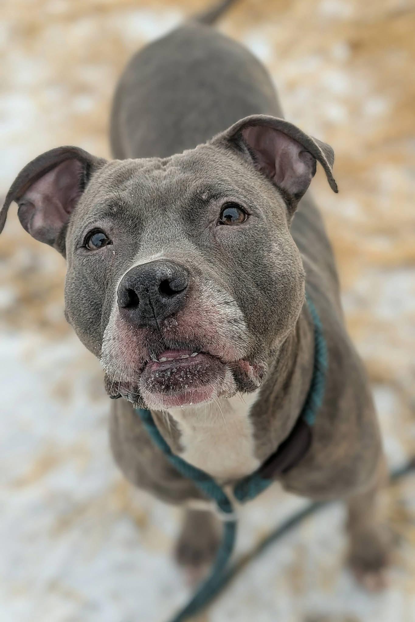 Sylvia, ADOPTABLE, Adult Female Pit Bull Terrier.