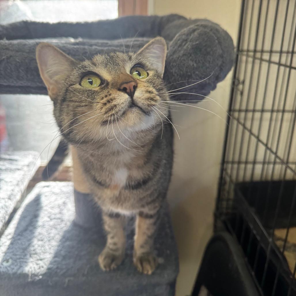 Aggie, Adoptable, Adult Female Domestic Short Hair.