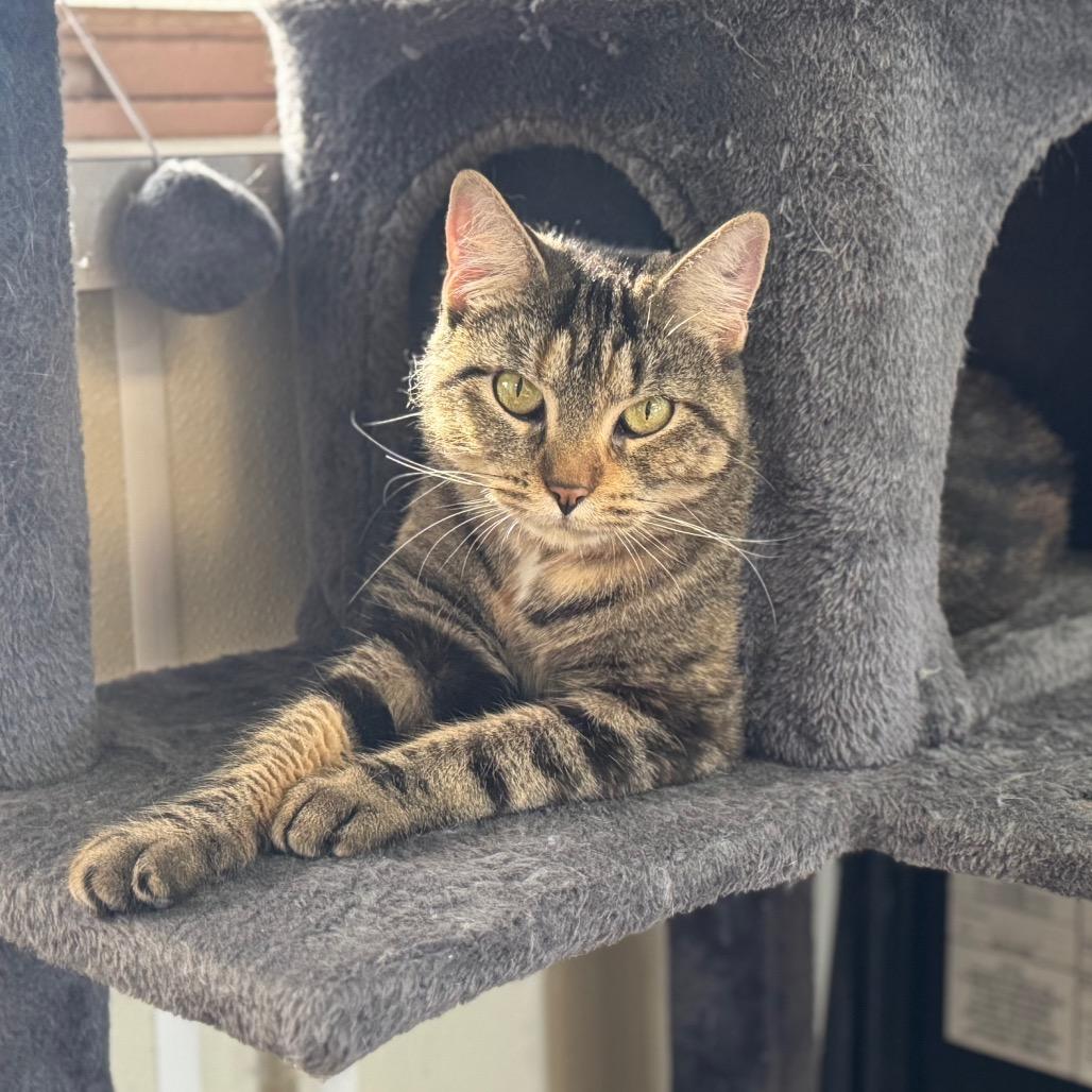 Aggie, a Adoptable Domestic Short Hair in Easton, PA image 2/4