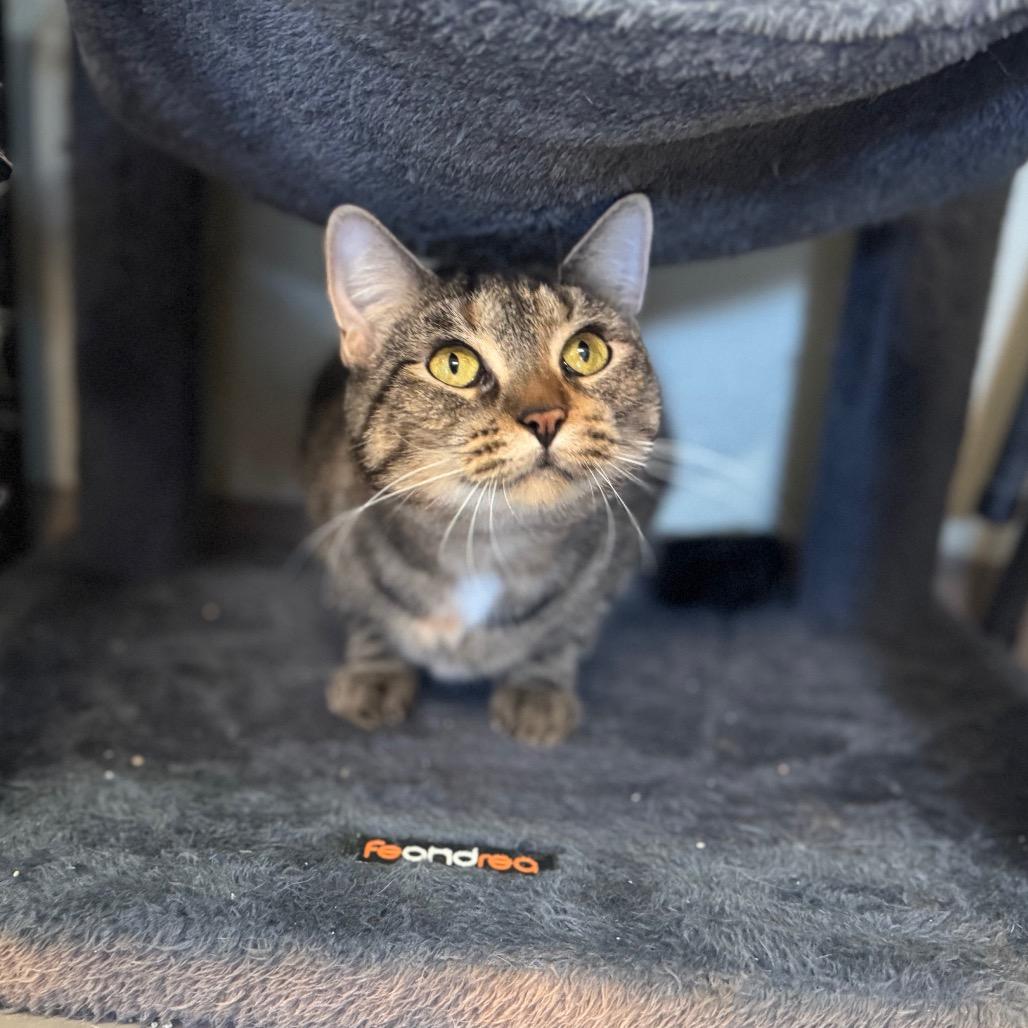 Aggie, a Adoptable Domestic Short Hair in Easton, PA image 3/4