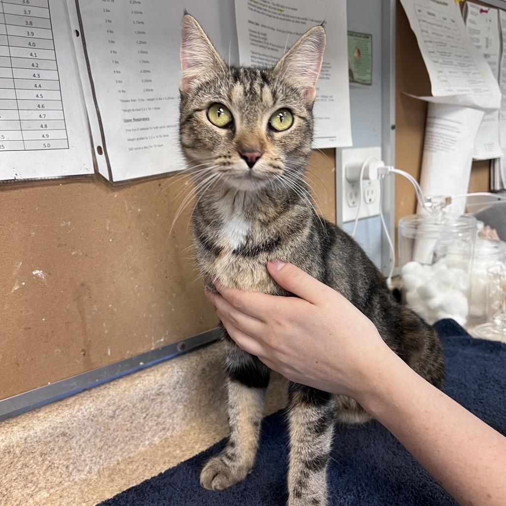 Aggie, a Adoptable Domestic Short Hair in Easton, PA image 4/4