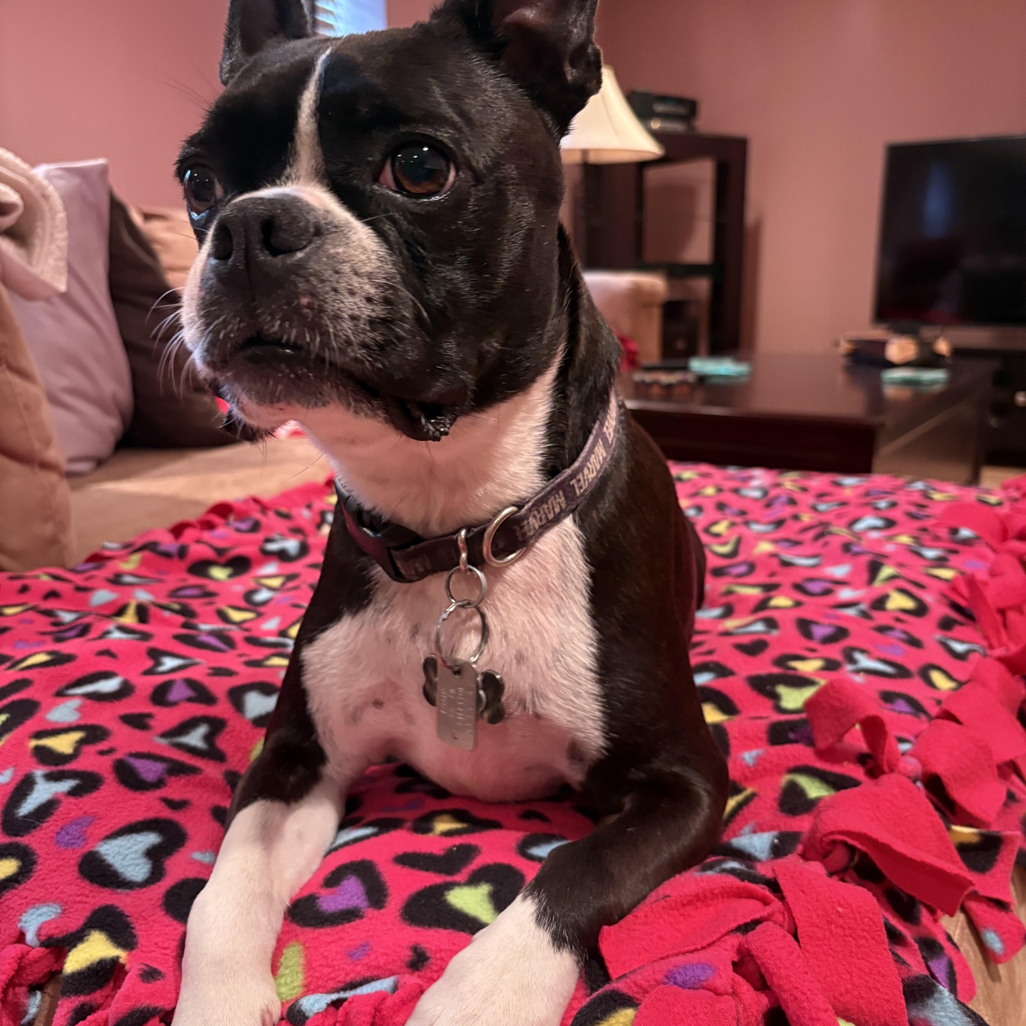 Mack, Adopted, Adult Male Boston Terrier.