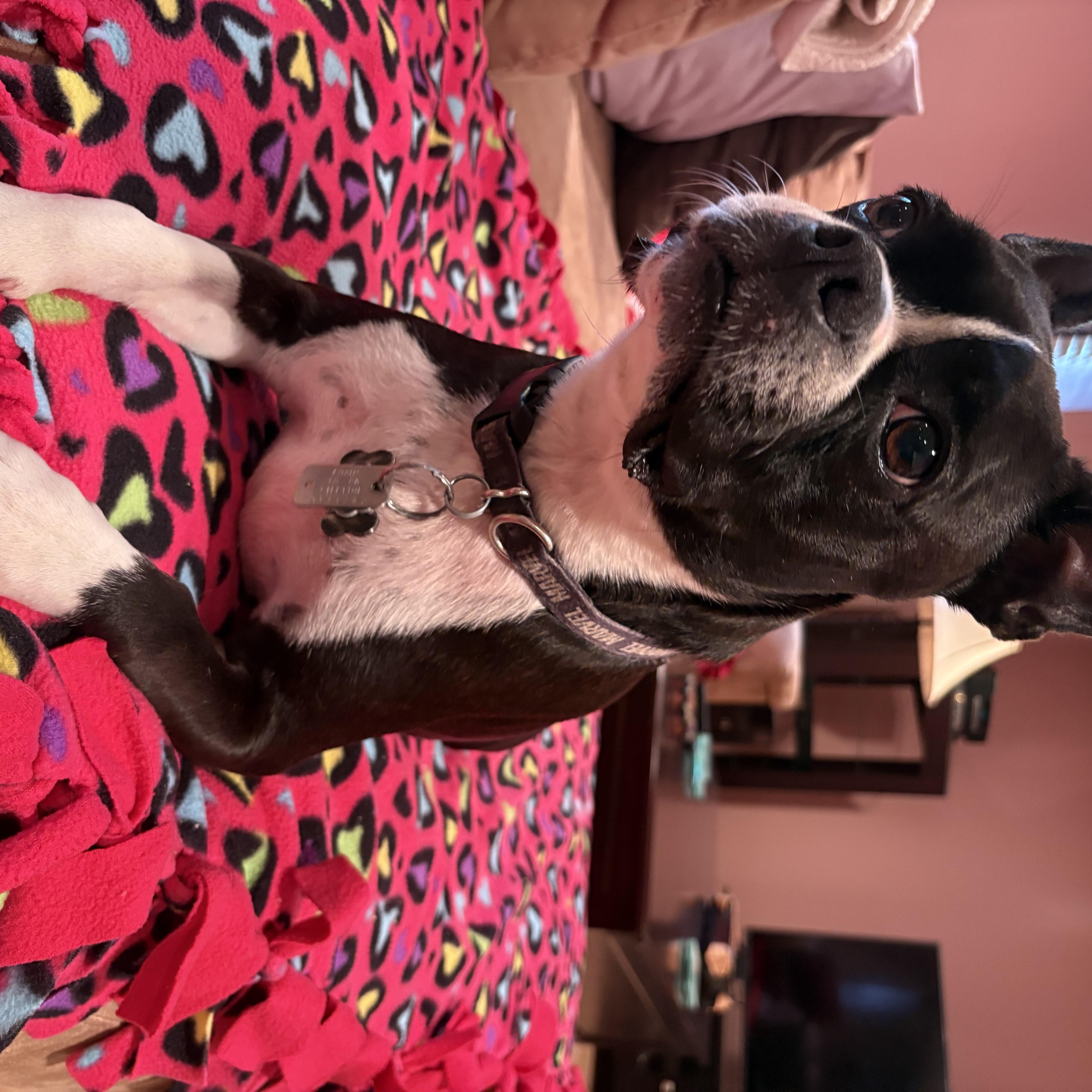 Enlarge Mack, a Adopted Boston Terrier in Verona, NJ image 2/2