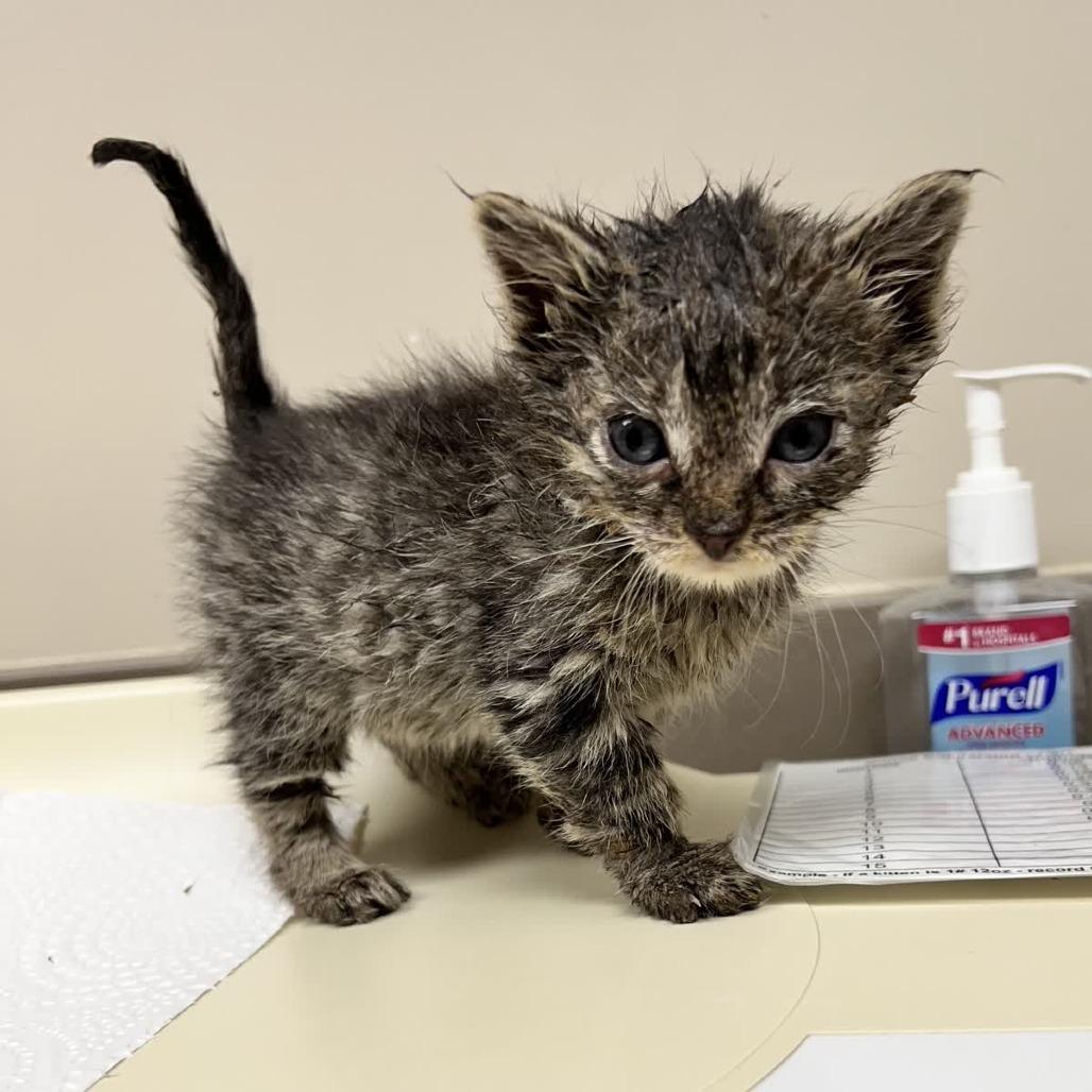 Fry Kid, Adoptable, Kitten Male Domestic Short Hair.