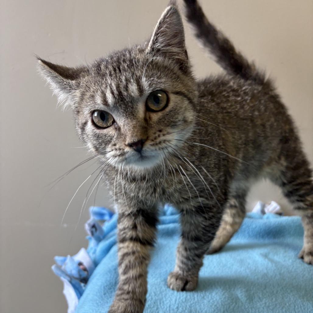 Enlarge Fry Kid, a Adoptable Domestic Short Hair in Norfolk, NE image 2/2