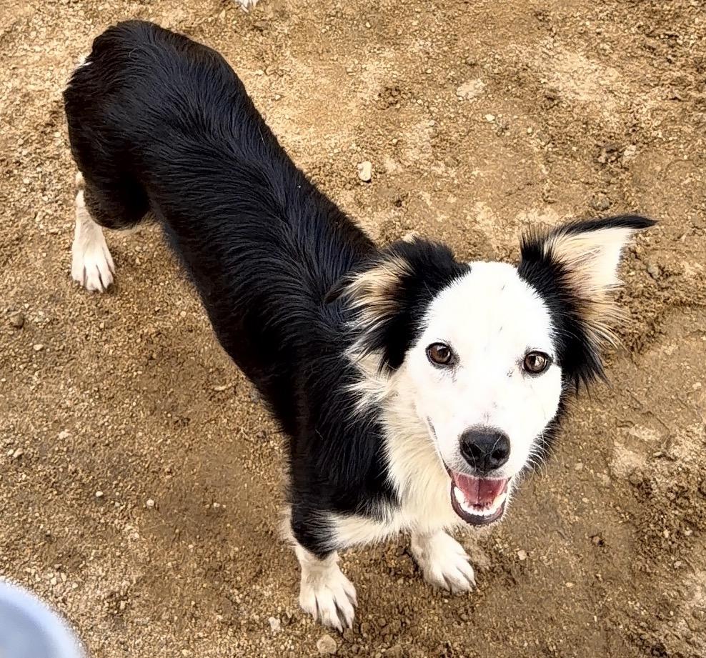 Indie, Adopted, Young Female Border Collie.