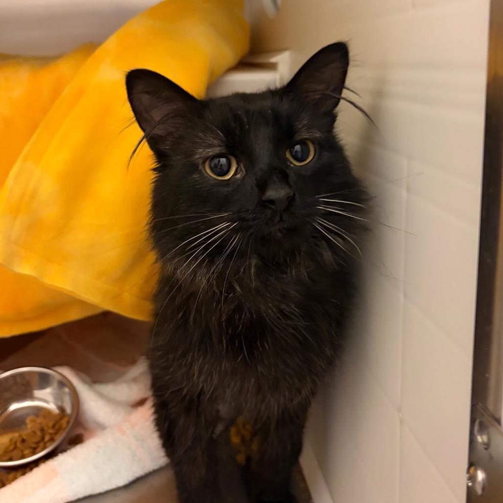 Reggie, Adoptable, Young Male Domestic Medium Hair.