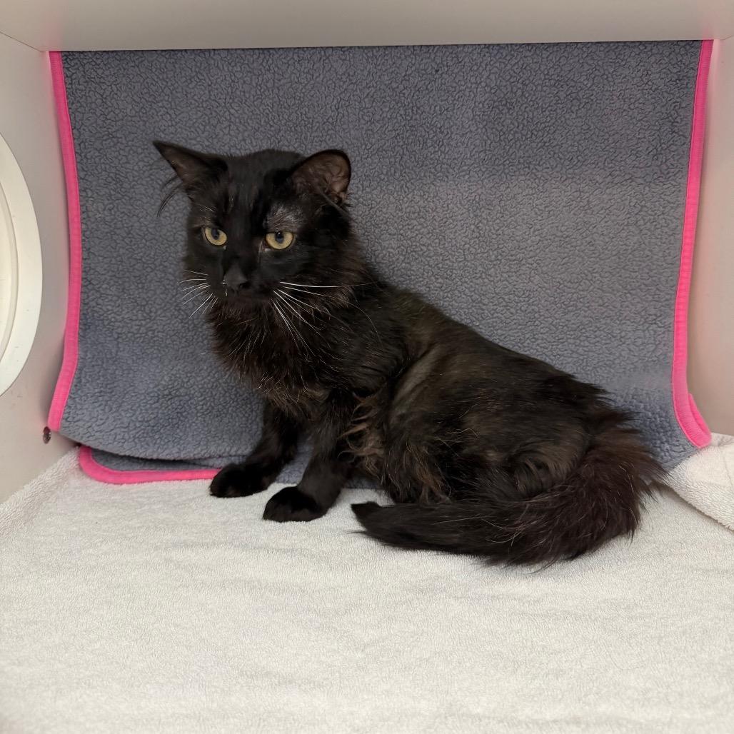 Enlarge Reggie, a Adoptable Domestic Medium Hair in Council Bluffs, IA image 2/6
