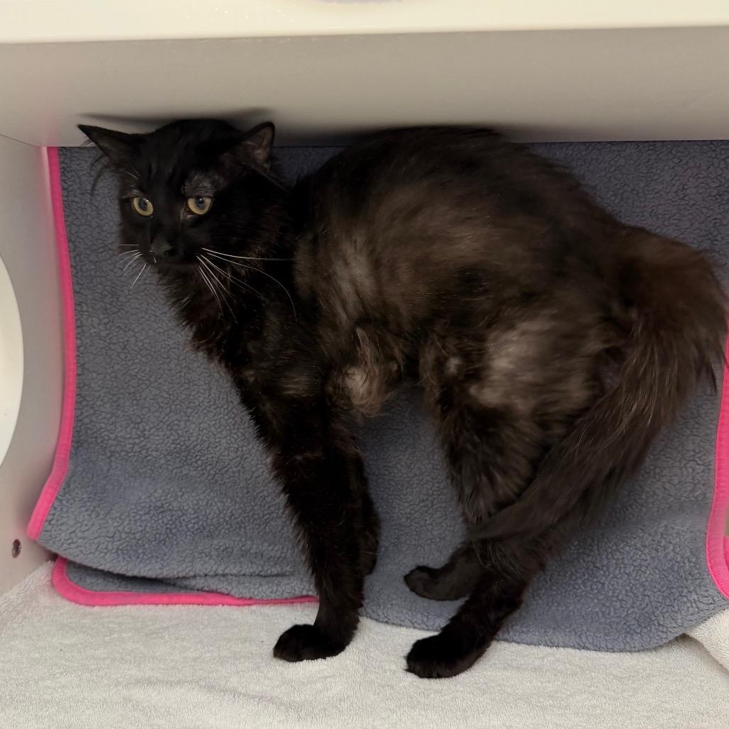 Enlarge Reggie, a Adoptable Domestic Medium Hair in Council Bluffs, IA image 3/6