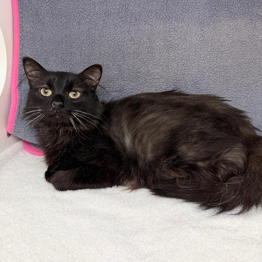 Enlarge Reggie, a Adoptable Domestic Medium Hair in Council Bluffs, IA image 4/6