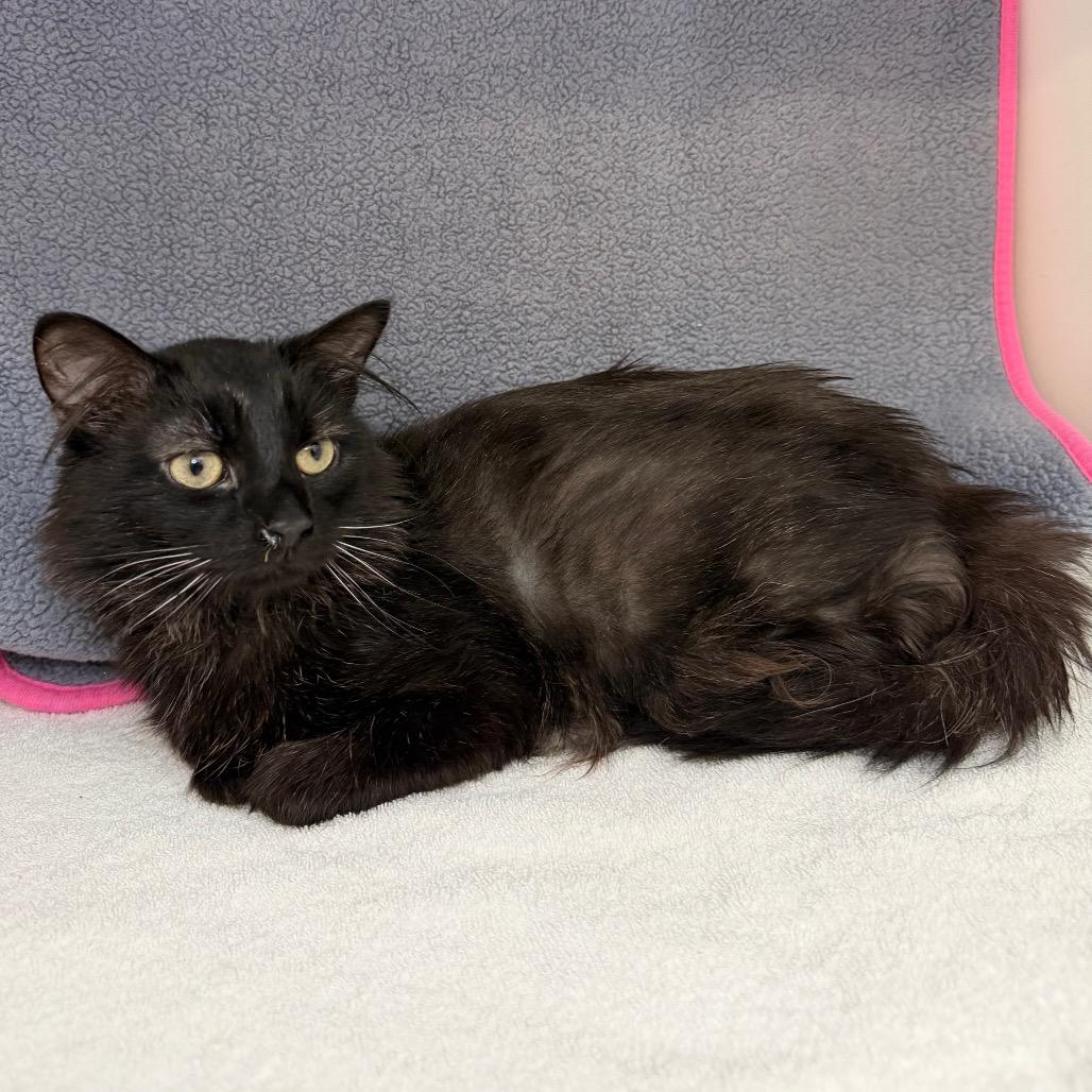 Enlarge Reggie, a Adoptable Domestic Medium Hair in Council Bluffs, IA image 5/6
