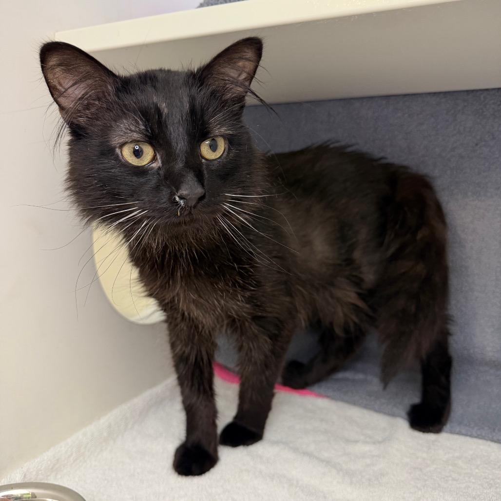 Enlarge Reggie, a Adoptable Domestic Medium Hair in Council Bluffs, IA image 6/6