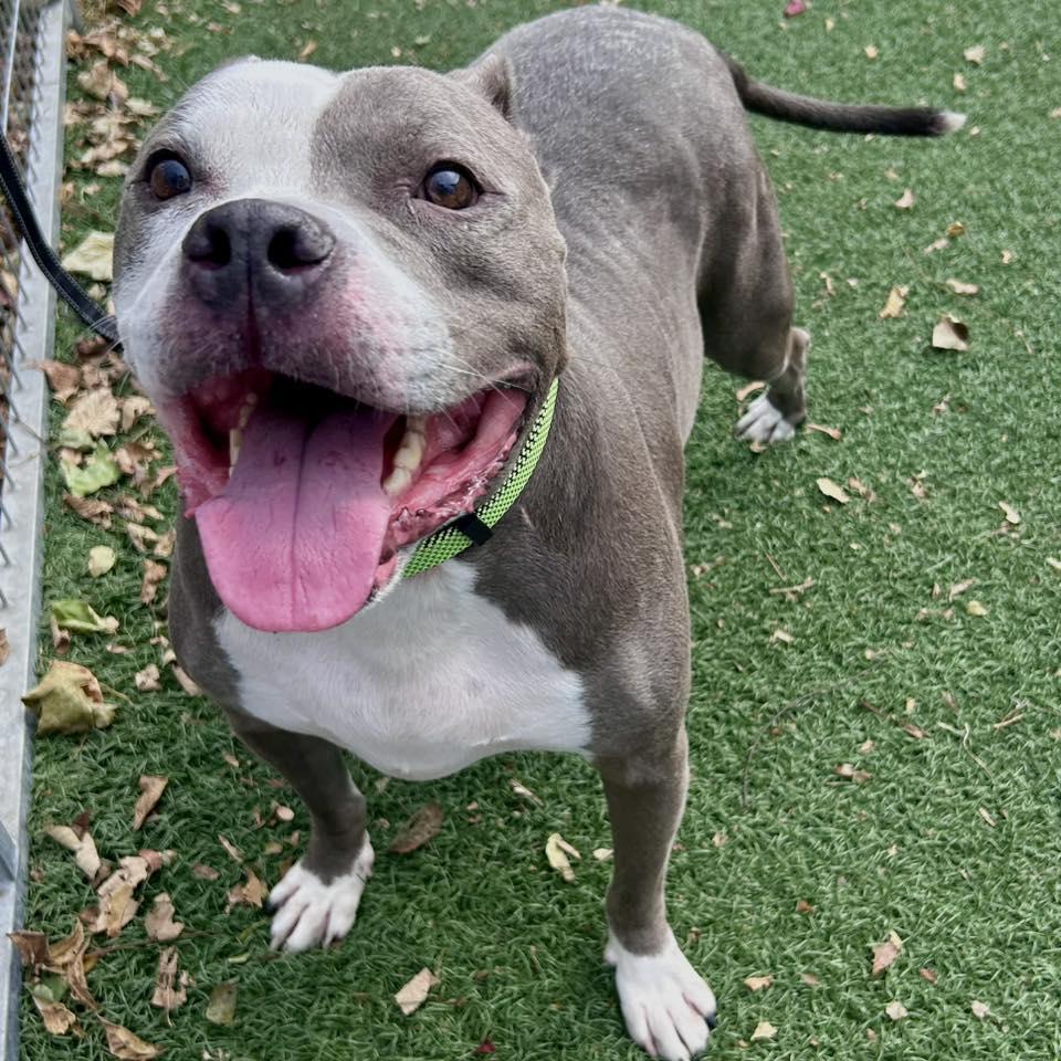 Riddick, a Adoptable Pit Bull Terrier in Whitehall, PA image 2/6