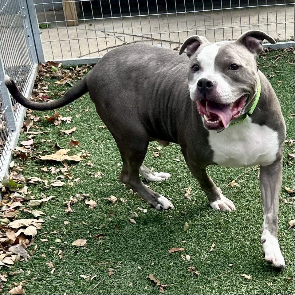 Riddick, a Adoptable Pit Bull Terrier in Whitehall, PA image 5/6