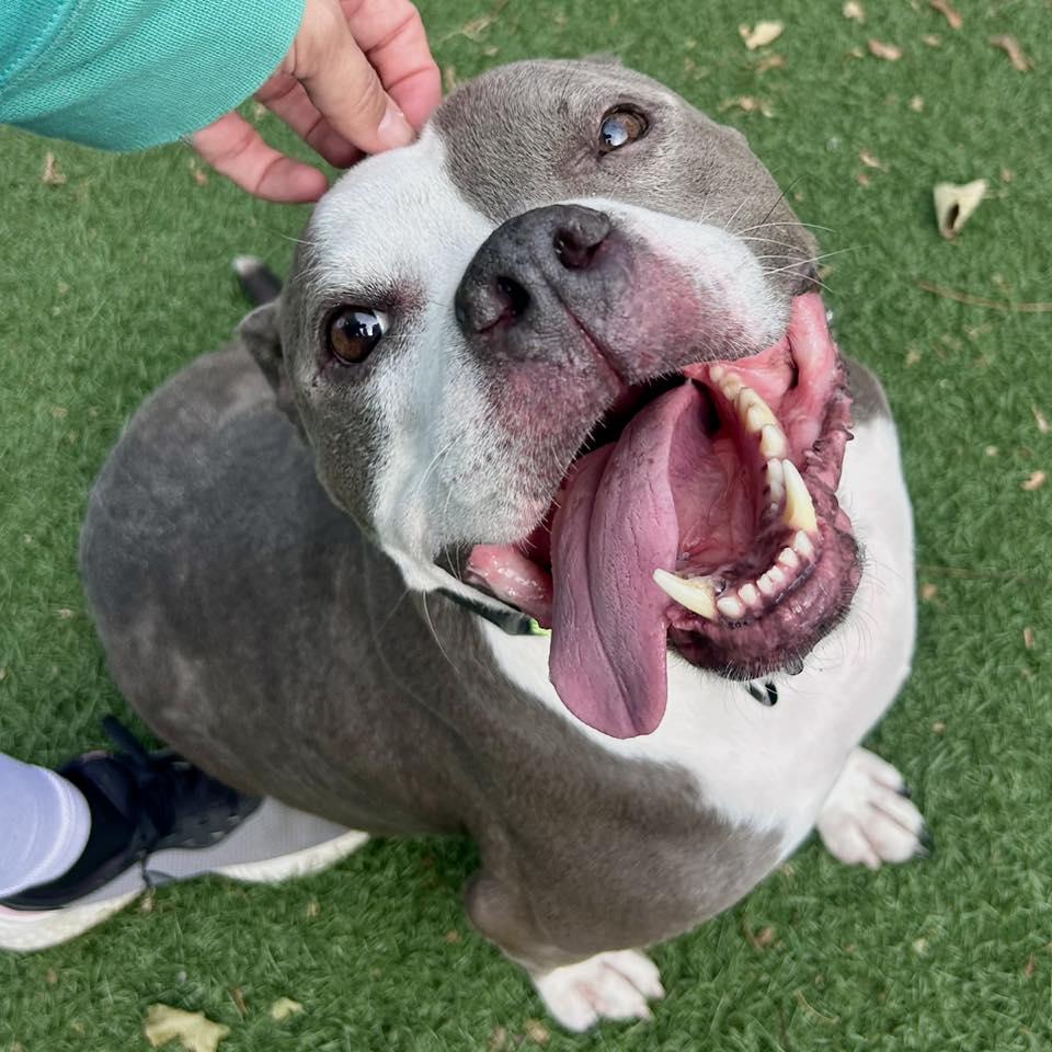Riddick, a Adoptable Pit Bull Terrier in Whitehall, PA image 4/6