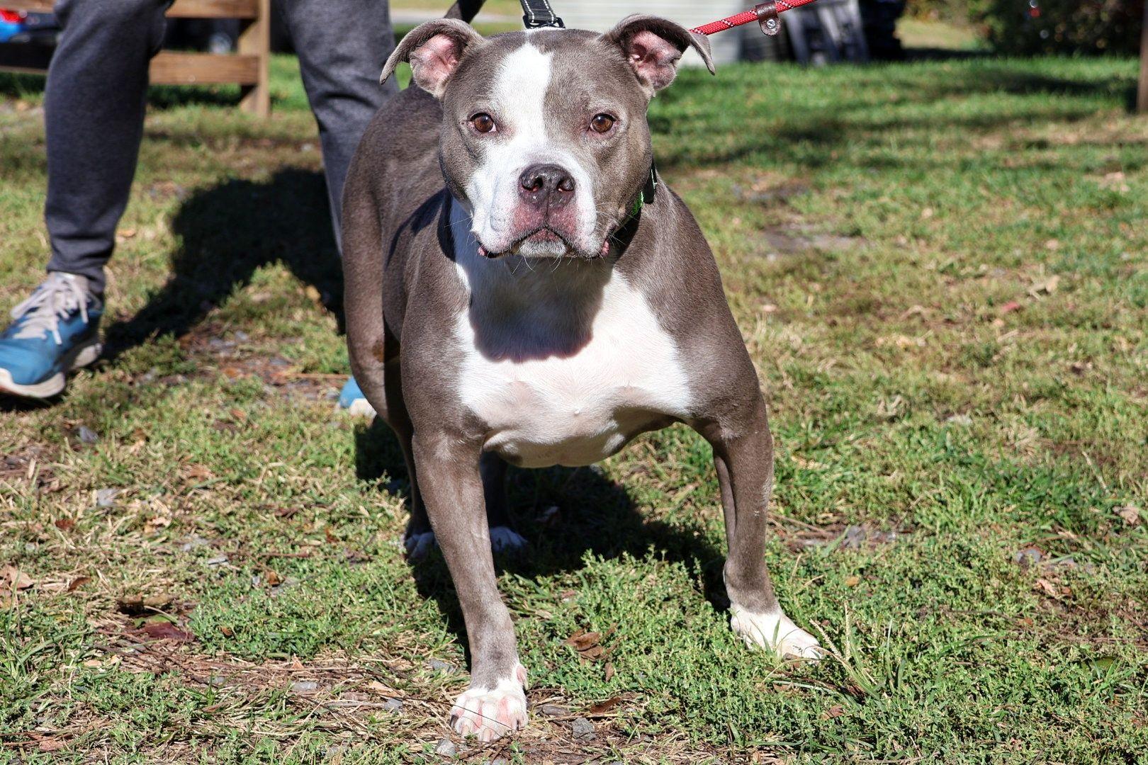 Riddick, a Adoptable Pit Bull Terrier in Whitehall, PA image 3/6