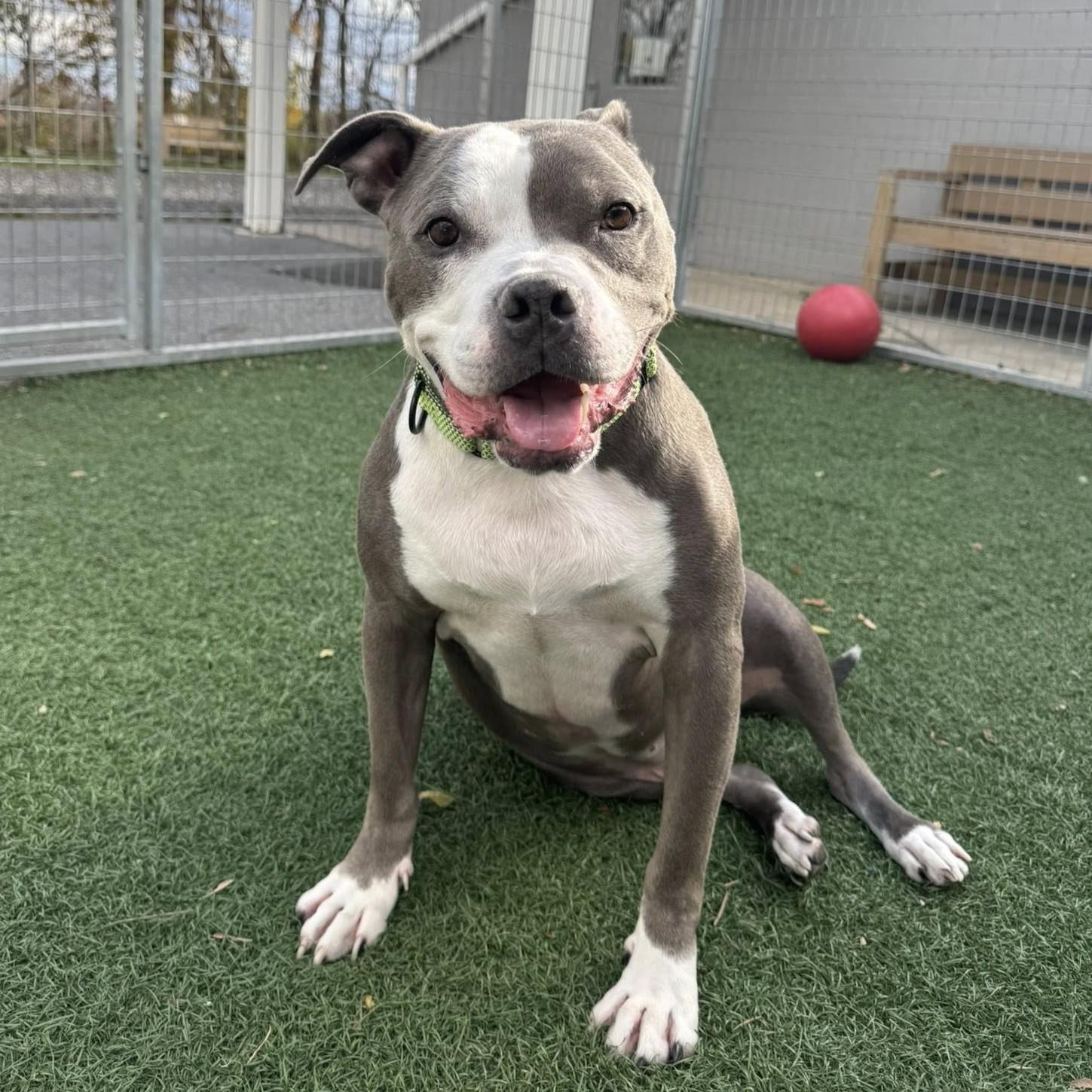 Riddick, a Adoptable Pit Bull Terrier in Whitehall, PA image 1/6