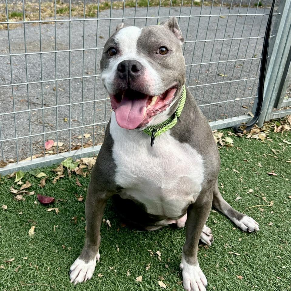 Riddick, a Adoptable Pit Bull Terrier in Whitehall, PA image 6/6