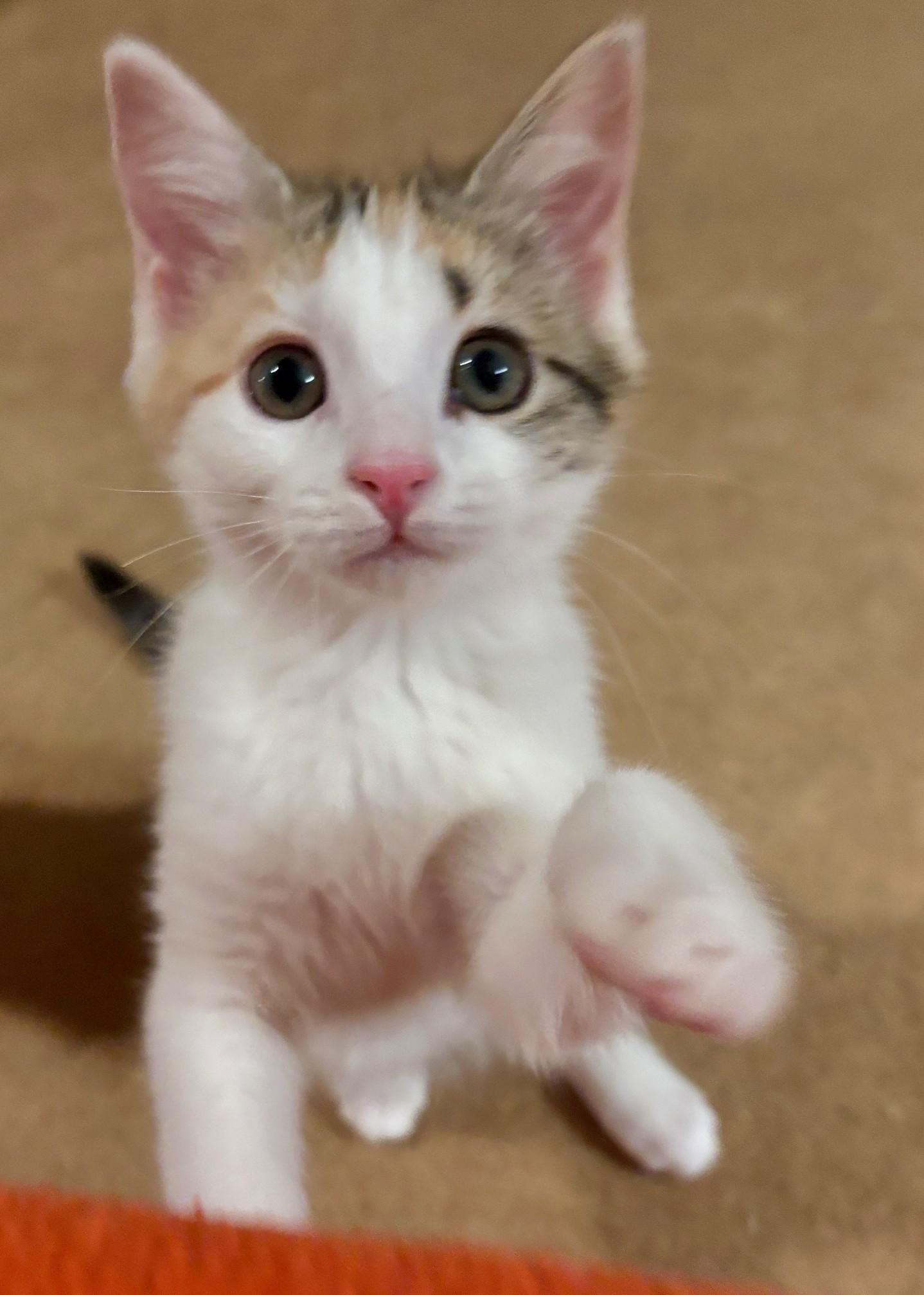 Okra