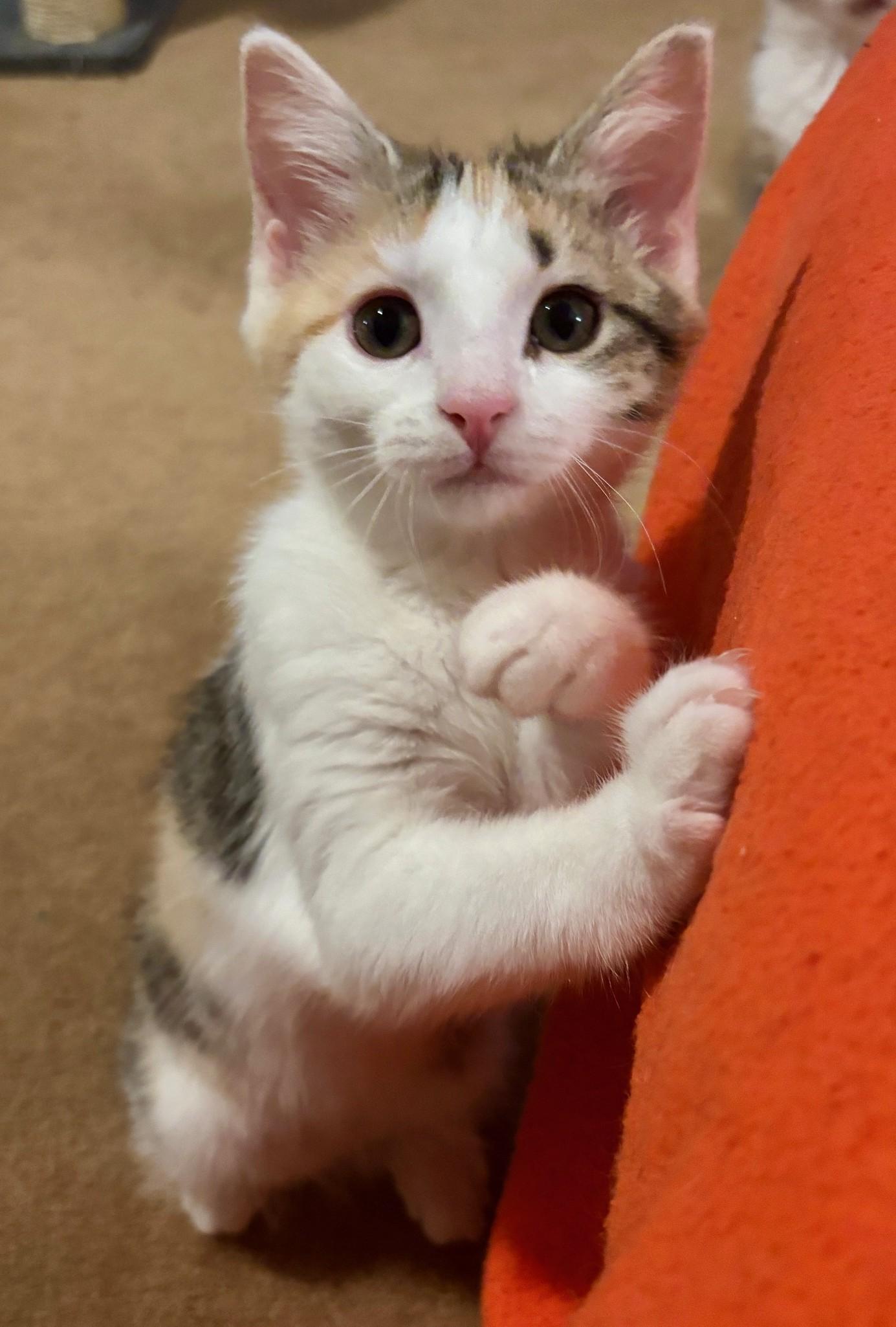 Okra