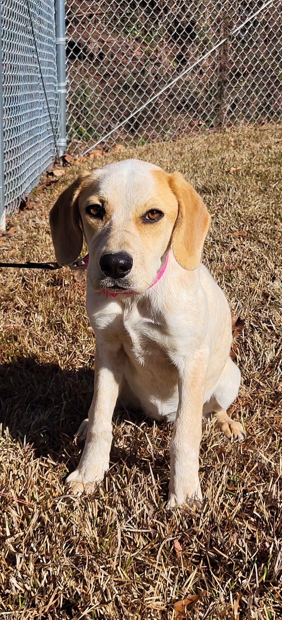 Brooklyn, ADOPTABLE, Puppy Female Coonhound.