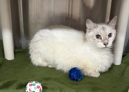 Cinnamon, Adoptable, Kitten Female Domestic Medium Hair & Domestic Short Hair.