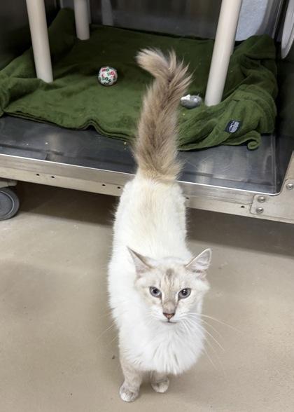 Enlarge Cinnamon, a Adoptable mixed breed in Wilkesboro, NC image 2/3