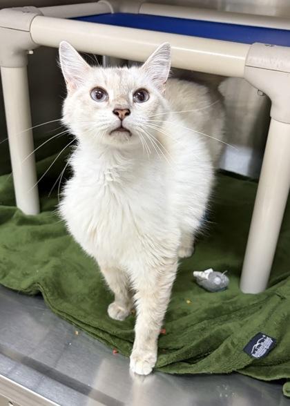 Enlarge Cinnamon, a Adoptable mixed breed in Wilkesboro, NC image 3/3
