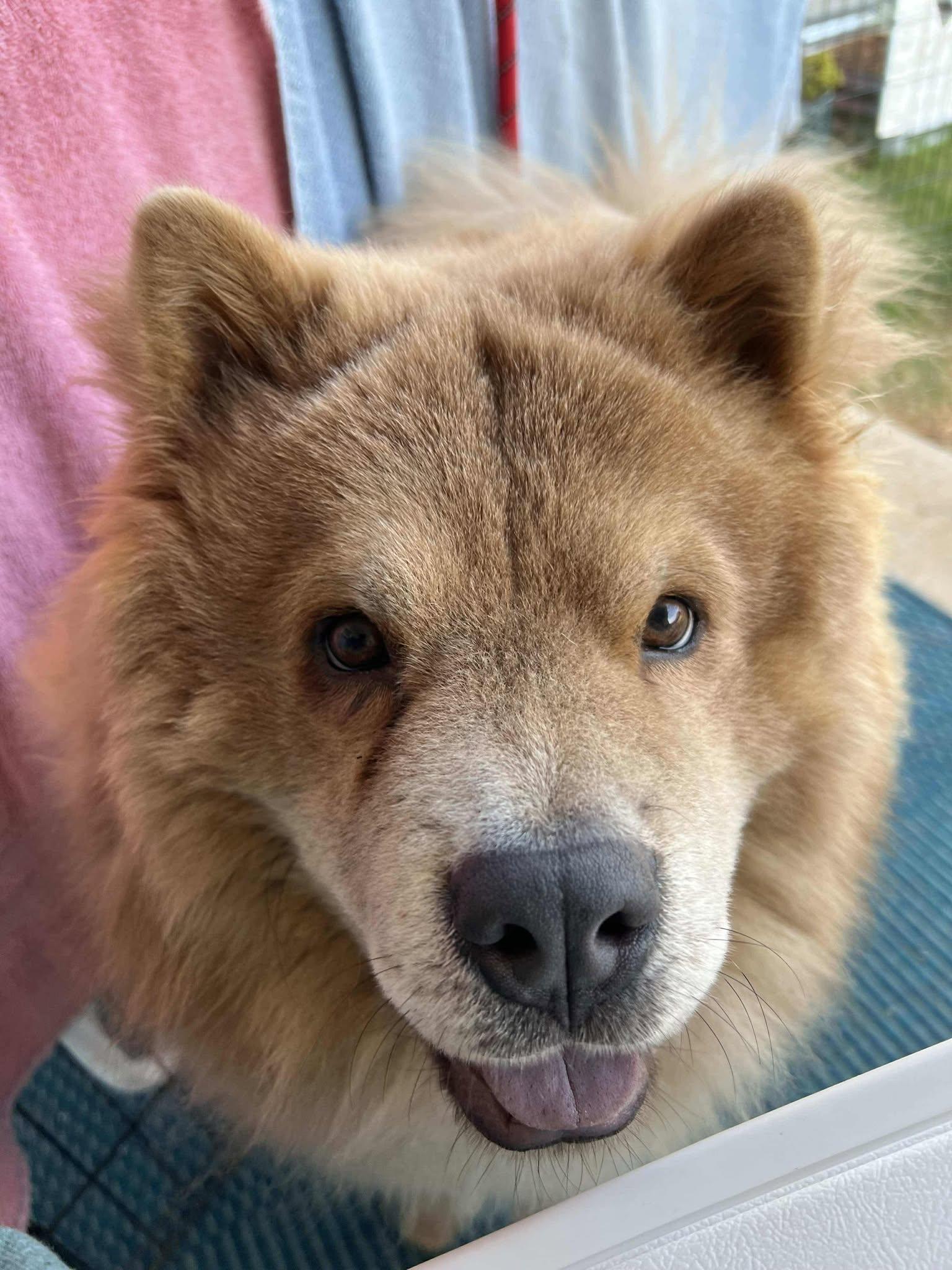 Enlarge Pedro Pascal, a Adoptable Chow Chow in Houston, TX image 1/5