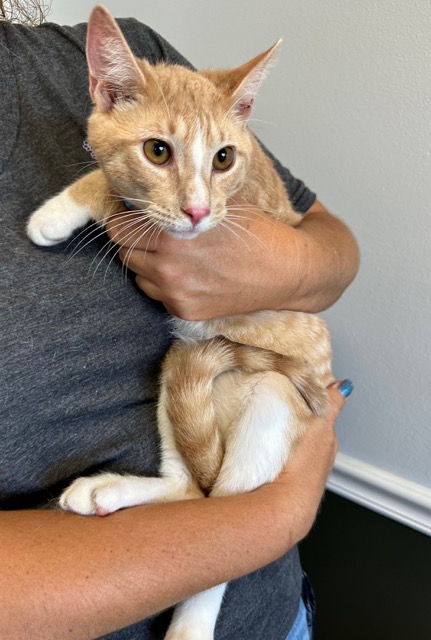 Duane, a Adoptable mixed breed in Englewood, FL image 2/2