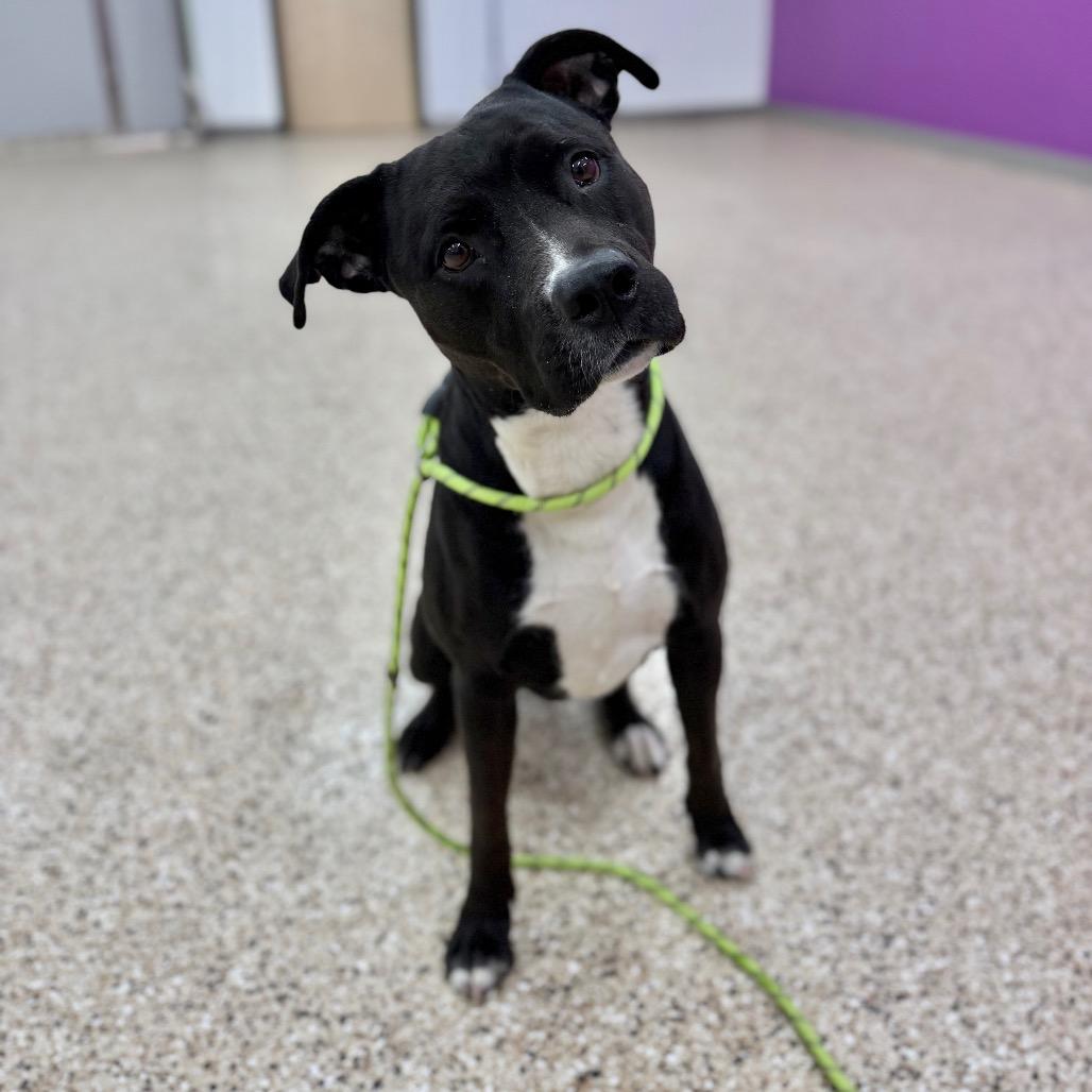 Moo Shu, Adoptable, Adult Male Pit Bull Terrier & Mixed Breed.