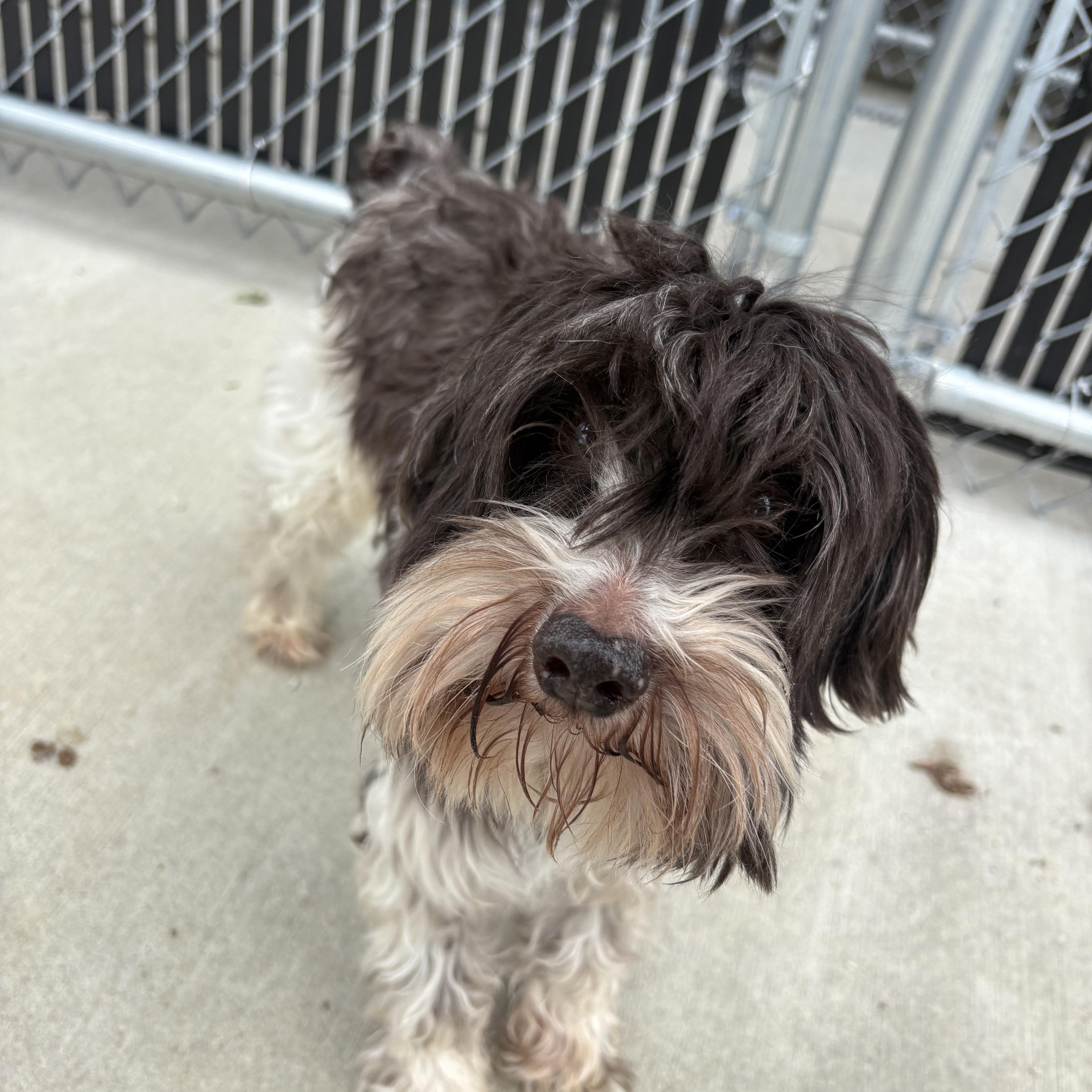 Bo, adopted, Adult Male Schnoodle.