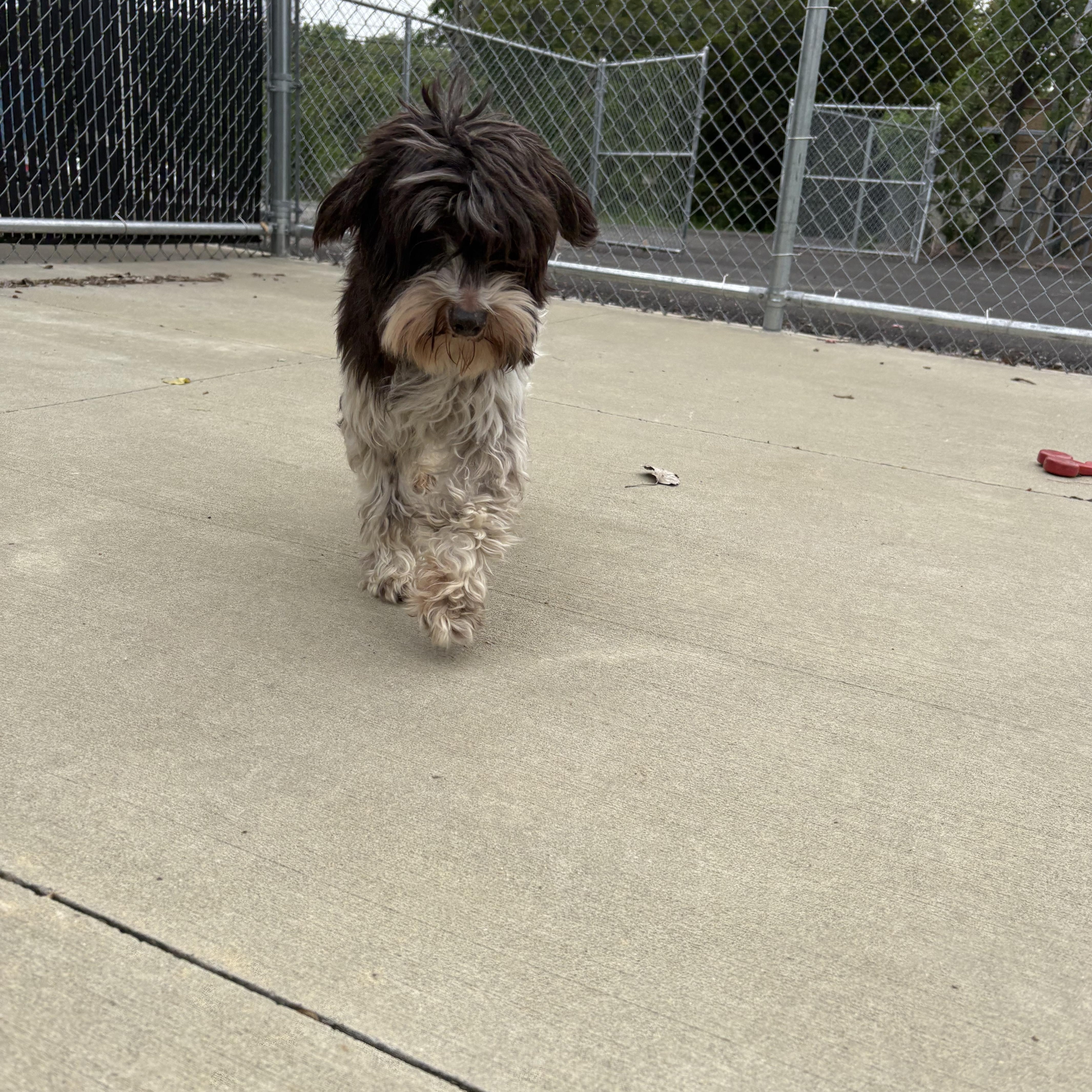Enlarge Bo, an adopted Schnoodle in North Providence, RI image 2/3